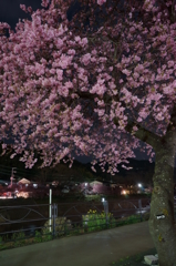 河津夜桜