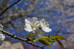 真白き桜