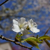 真白き桜