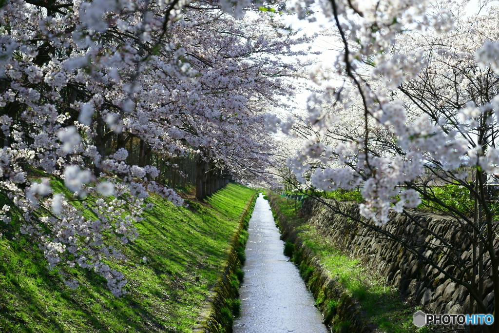 お堀の桜