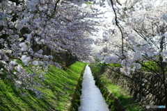 お堀の桜