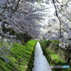 お堀の桜