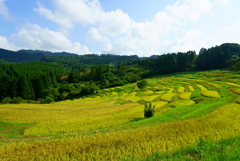 大山千枚田