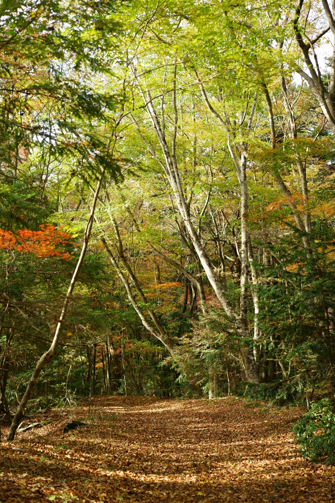 落ち葉の散歩道