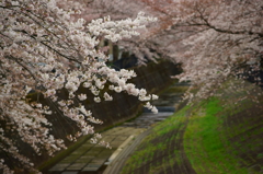 乞田川桜並木