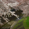 乞田川桜並木