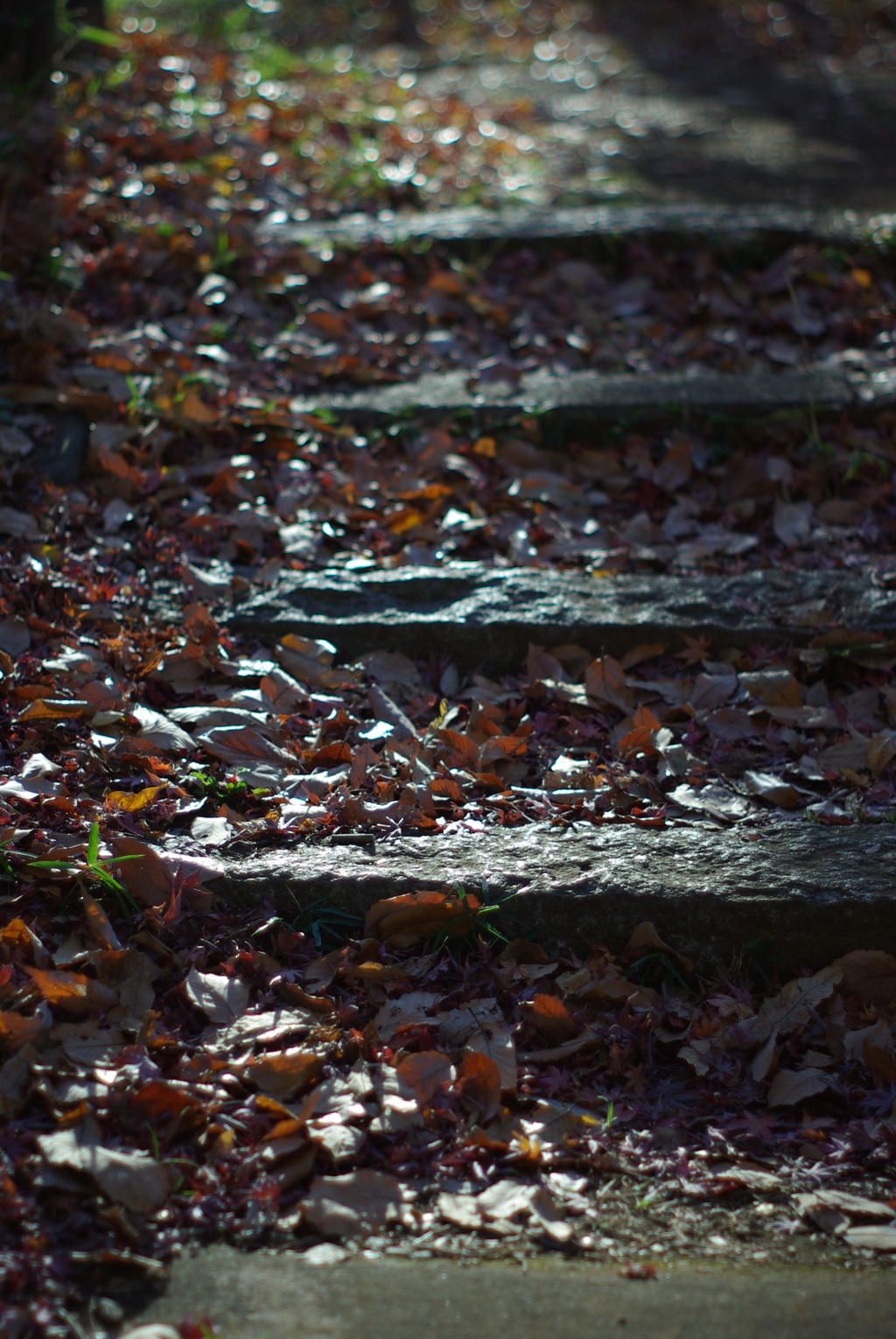 Super Takumar 55mm F1.8　その３