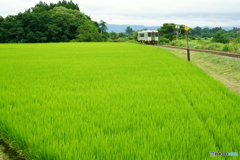 稲穂をそよがせ