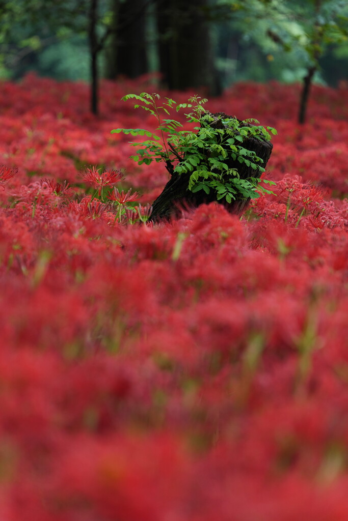 赤い森