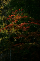 紅葉シーズン到来