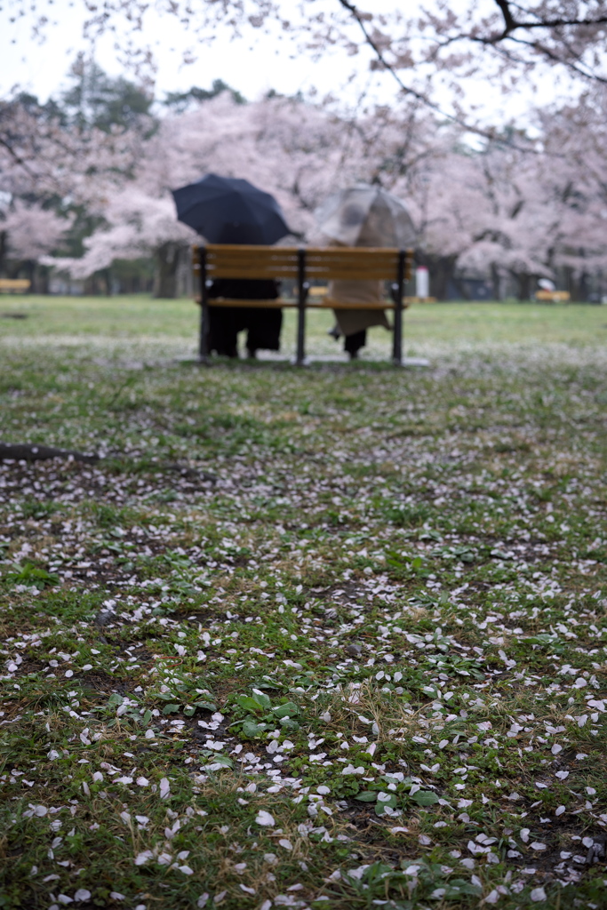 桜雨