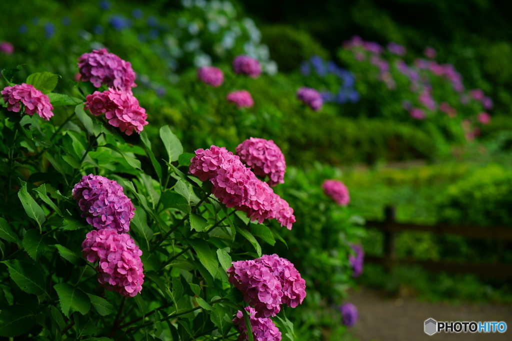 紫陽花の小径