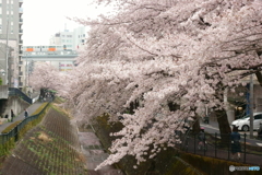桜霞の向こう