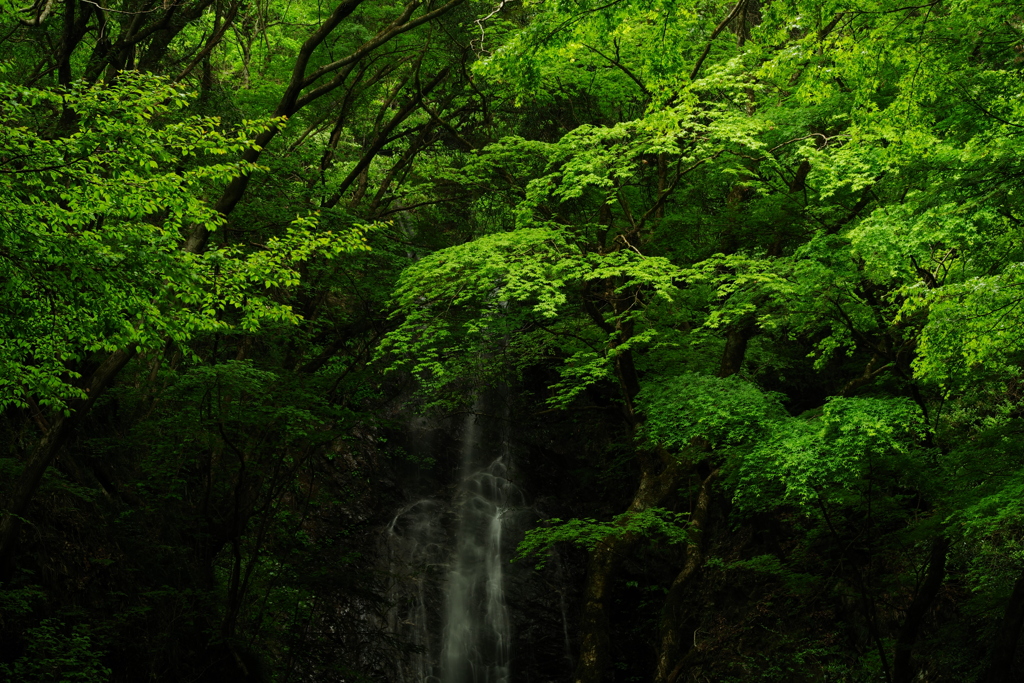 払沢の滝