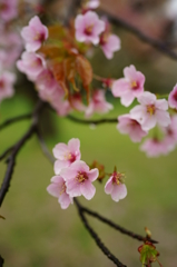 花冷えの朝