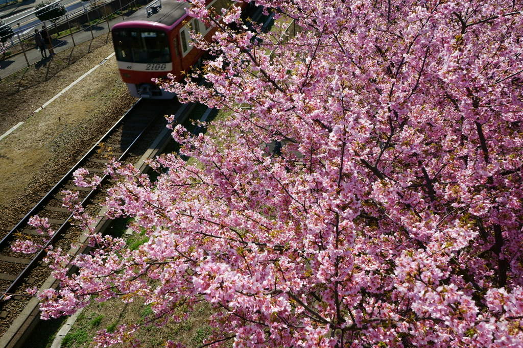 春色電車