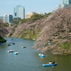 千鳥ヶ淵