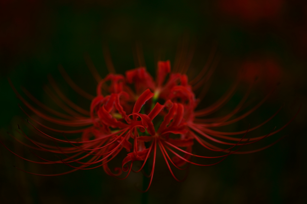 曼珠沙華