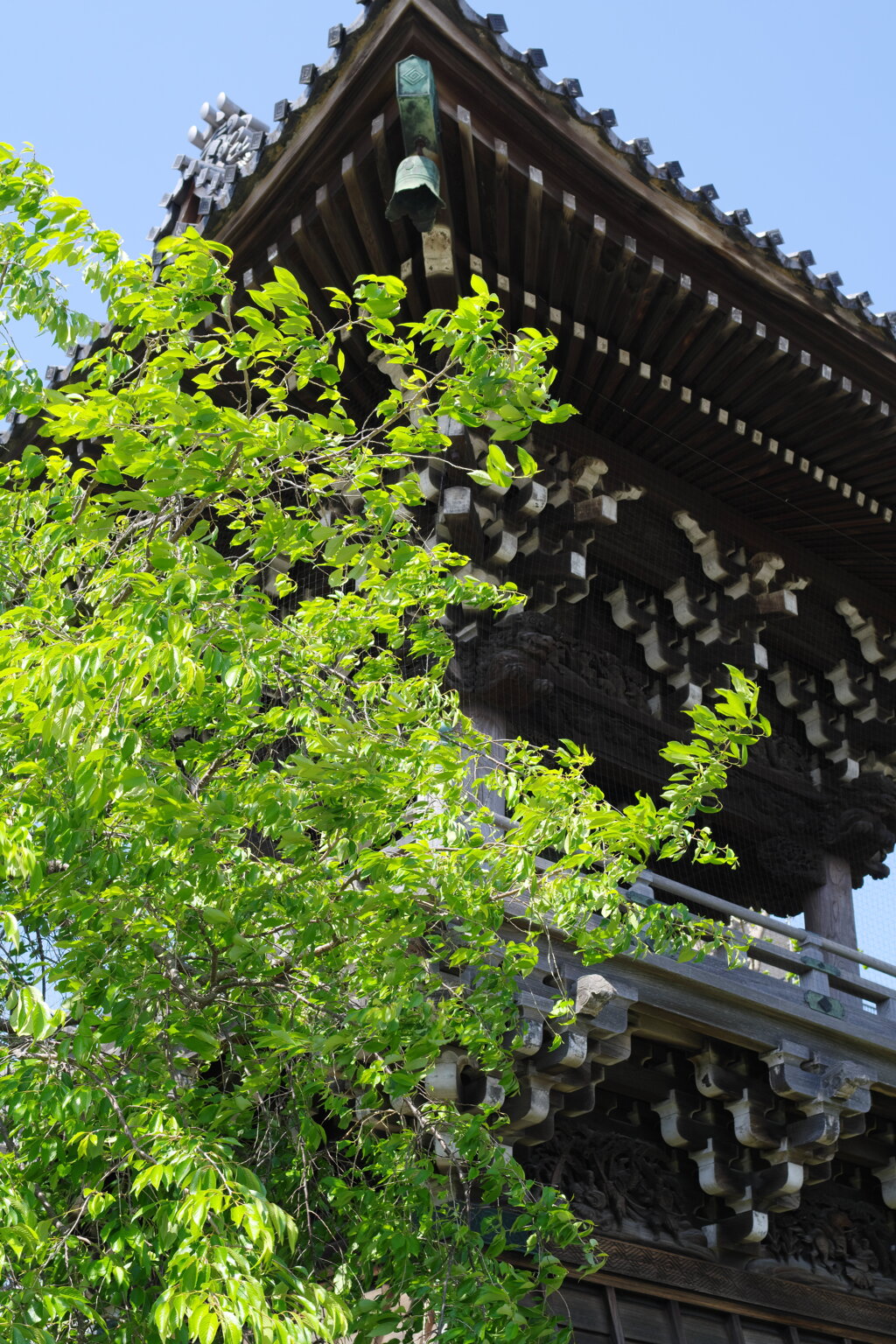 帝釈天にて（K-3 MarkⅢ初出し）