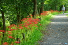 彼岸花の小道