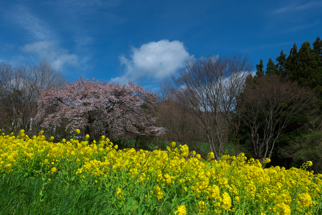 桜を追いかけて