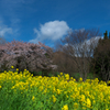 桜を追いかけて