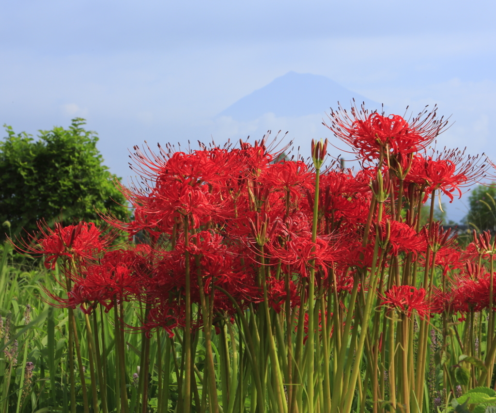 彼岸花と富士山