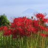 彼岸花と富士山