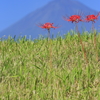 土手の上の彼岸花と富士山