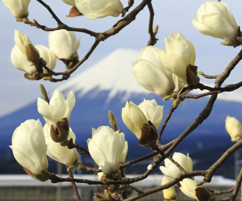 白木蓮と富士山(新幹線付き)