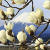 白木蓮と富士山(新幹線付き)