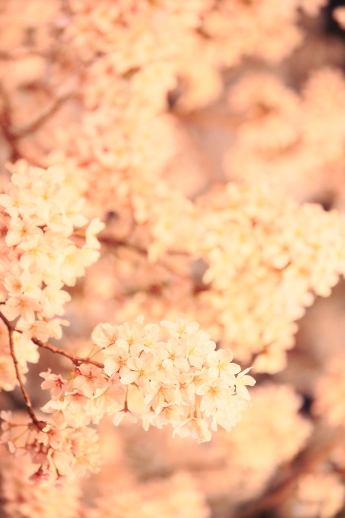 夜桜