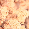 夜桜