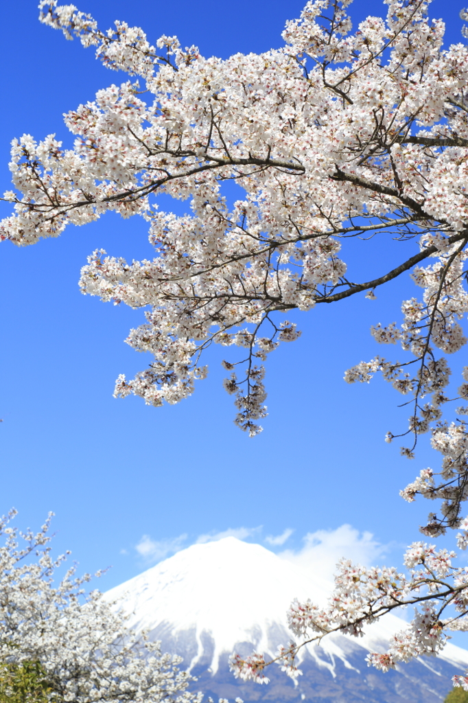 桜と富士山