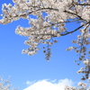 桜と富士山
