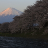桜と富士山
