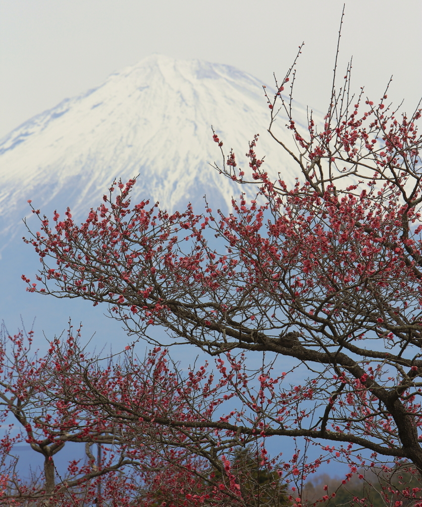 梅と富士山