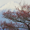 梅と富士山