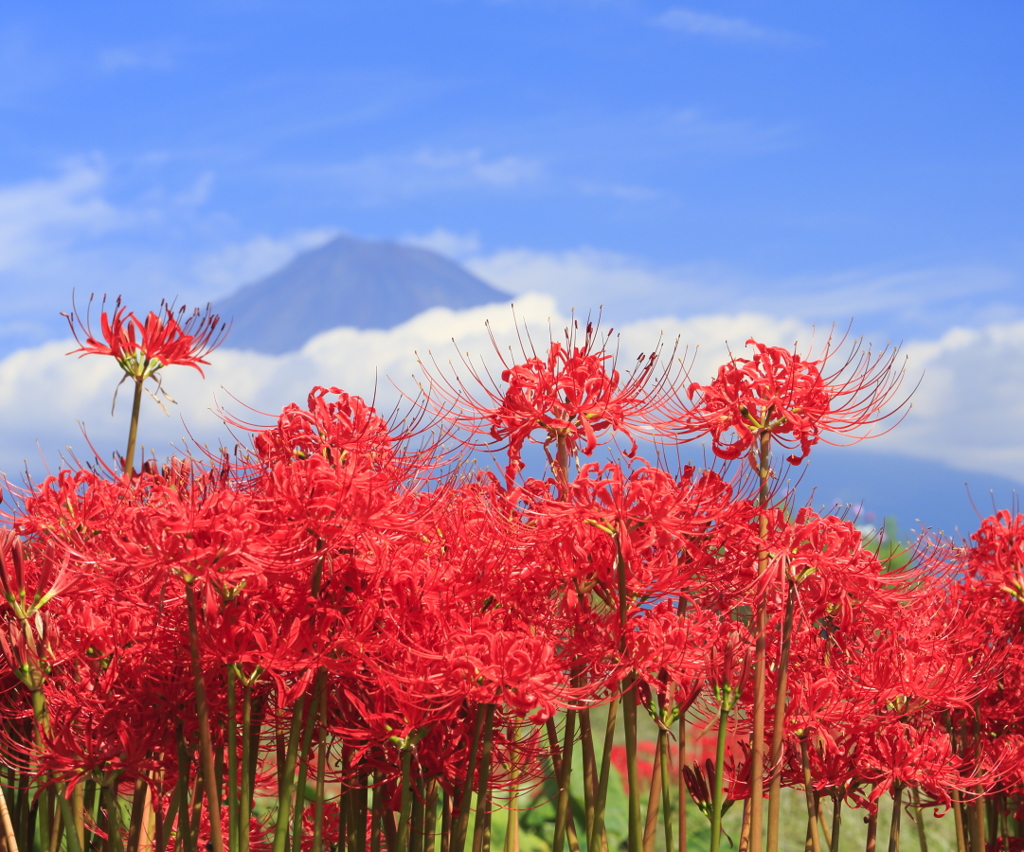 彼岸花と富士山
