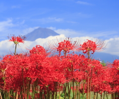 彼岸花と富士山