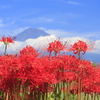 彼岸花と富士山