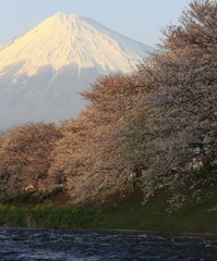 桜と富士山　夕焼け