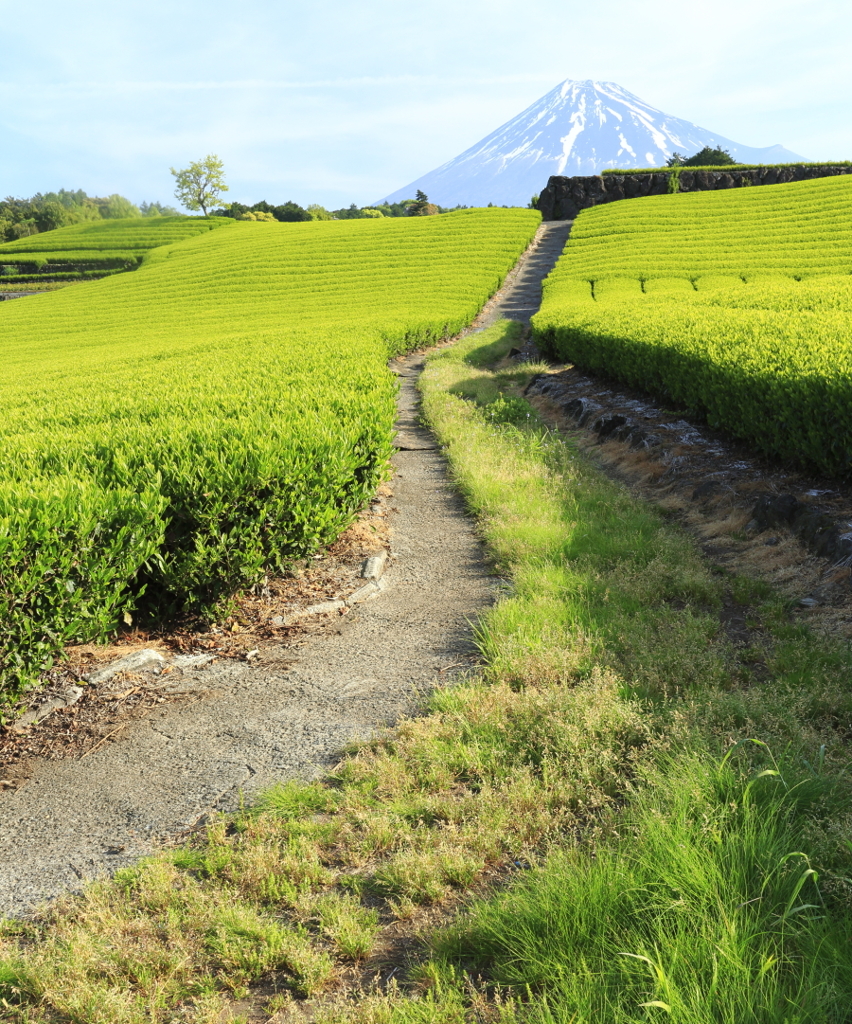 富士山へと続く道