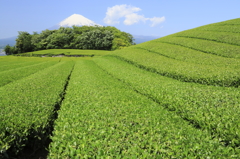 茶畑と富士山