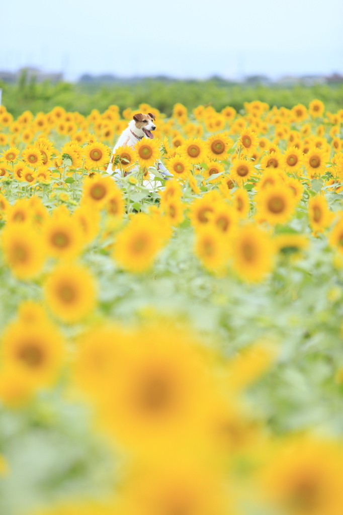 犬とひまわり