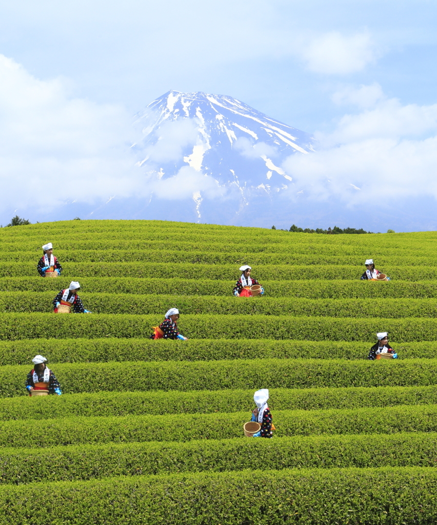 富士山とお茶摘み