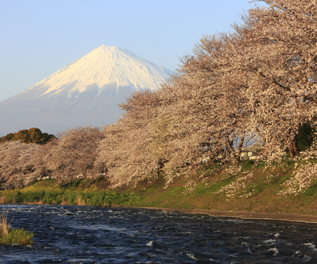 桜と富士山　夕焼け