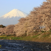 桜と富士山　夕焼け