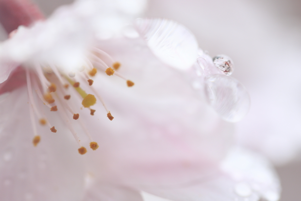 水滴と桜