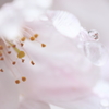 水滴と桜